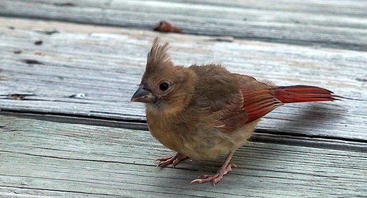 Northern Cardinal - Meet the Cardinal