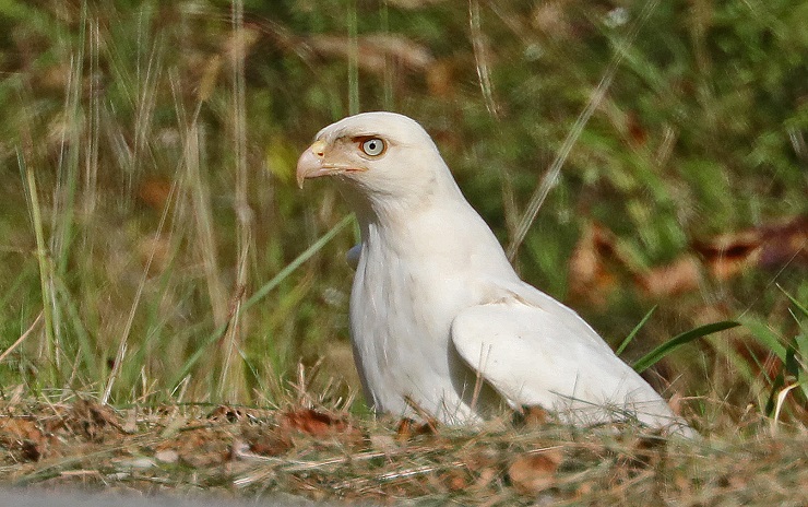 albino red tailed hawk